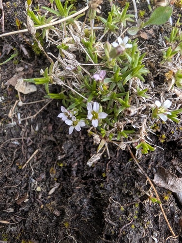 Cherleria biflora, photograph 3