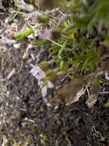 Cherleria biflora, photograph 4