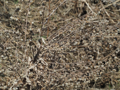Hieracium cynoglossoides