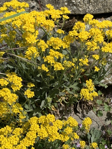 Aurinia saxatilis iNat (3)