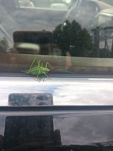 Eastern Saw-tailed Bush-cricket