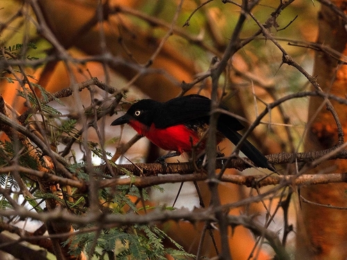 Black-headed Gonolek