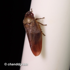 Eoscartini
