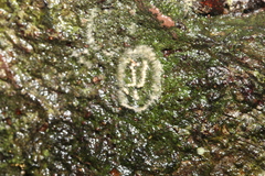 Garudinia bimaculata