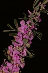 Indigofera hispida