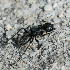 Camponotus vagus