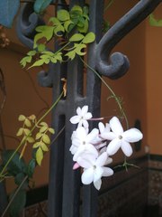 Jasminum officinale