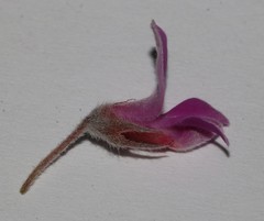 Indigofera hispida