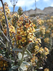 Mulguraea ligustrina