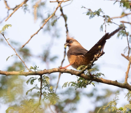 Speckled Mousebird