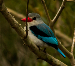 Halcyon senegaloides