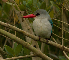Halcyon senegaloides