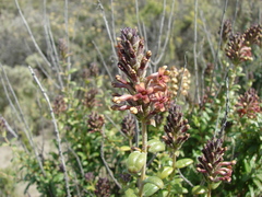 Mulguraea ligustrina