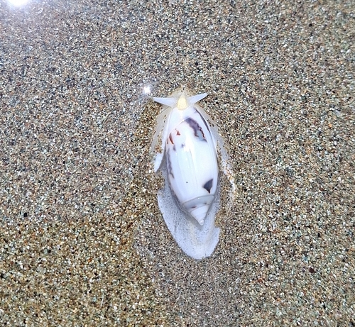 Oliva undatella observed 2026-05-06