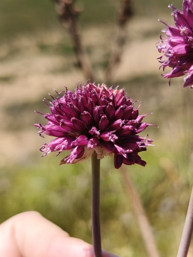 Round-headed Leek