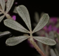 Indigofera hispida