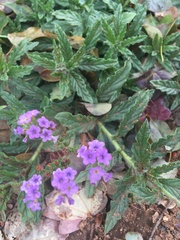 Heliotropium amplexicaule