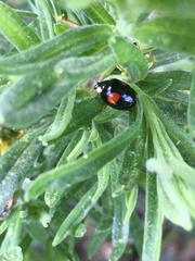 Harmonia axyridis