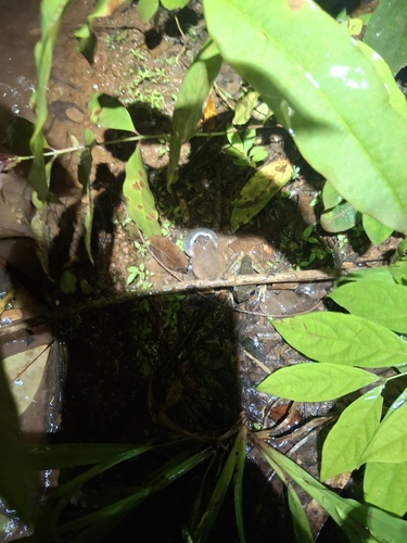 Glyphoglossus guttulatus observed 2026-07-11