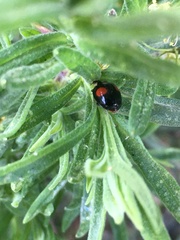 Harmonia axyridis