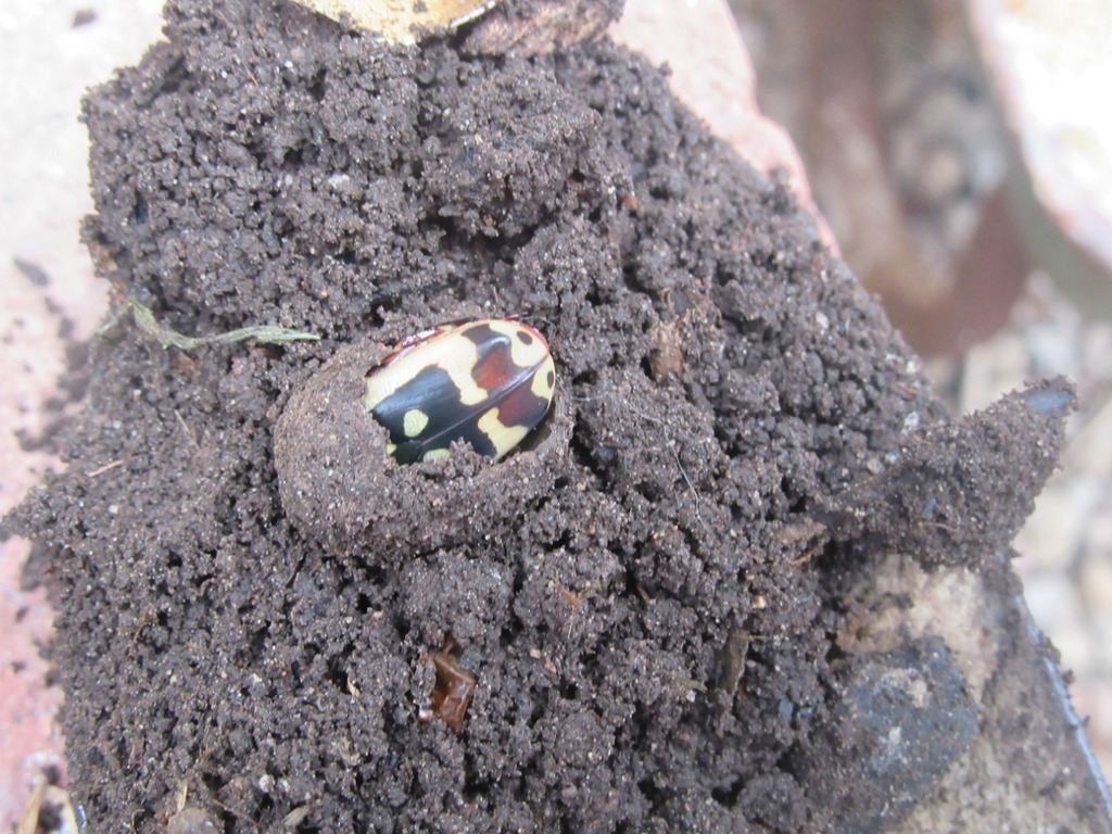 Garden Fruit Chafer from Denneoord on April 25, 2020 by ...