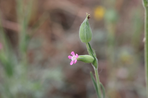 Silene conica, photograph 6