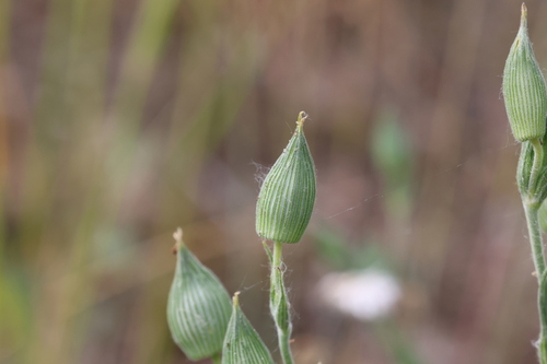 Silene conica, photograph 5