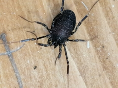 Egaenus convexus