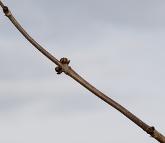 Sambucus kamtschatica