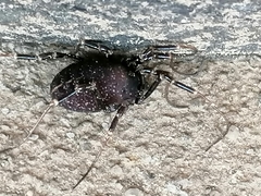 Egaenus convexus
