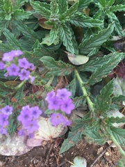 Heliotropium amplexicaule