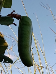 Hymenaea stigonocarpa