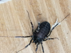 Egaenus convexus
