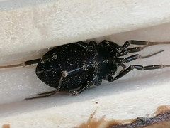 Egaenus convexus