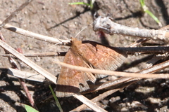 Argyrostrotis deleta