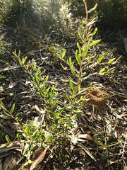 Grevillea chrysophaea