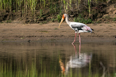 Mycteria leucocephala