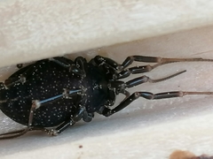 Egaenus convexus