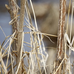 Sambucus kamtschatica