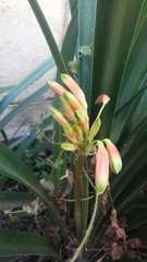 Clivia gardenii