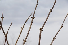 Sambucus kamtschatica
