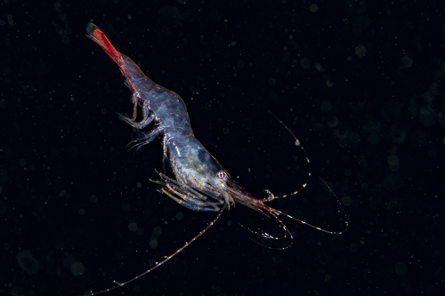 Posidonia Prawn