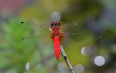 Aethriamanta nymphaeae