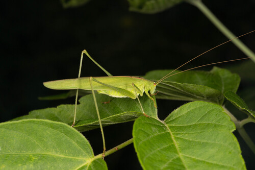Sickle-bearing Bush-cricket photo 3