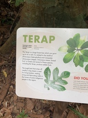 Artocarpus elasticus