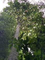 Artocarpus elasticus