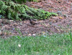 Prunella modularis modularis