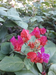 Bougainvillea