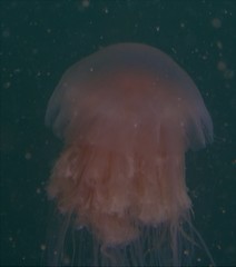 Cyanea nozakii