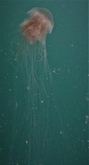 Cyanea nozakii